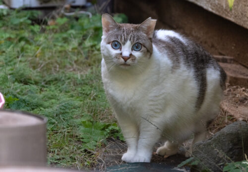 新宿区の猫