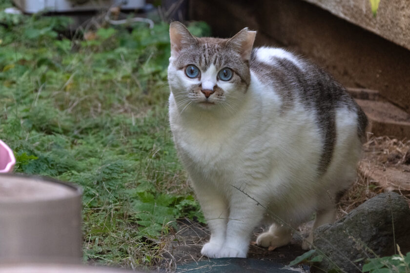 新宿区の猫