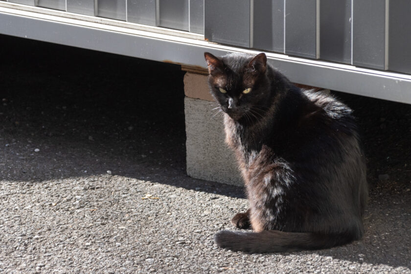 新宿区の猫