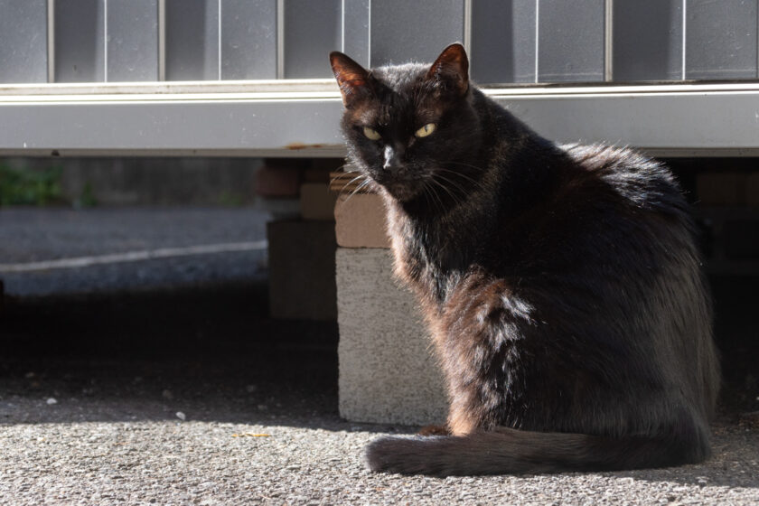 新宿区の猫