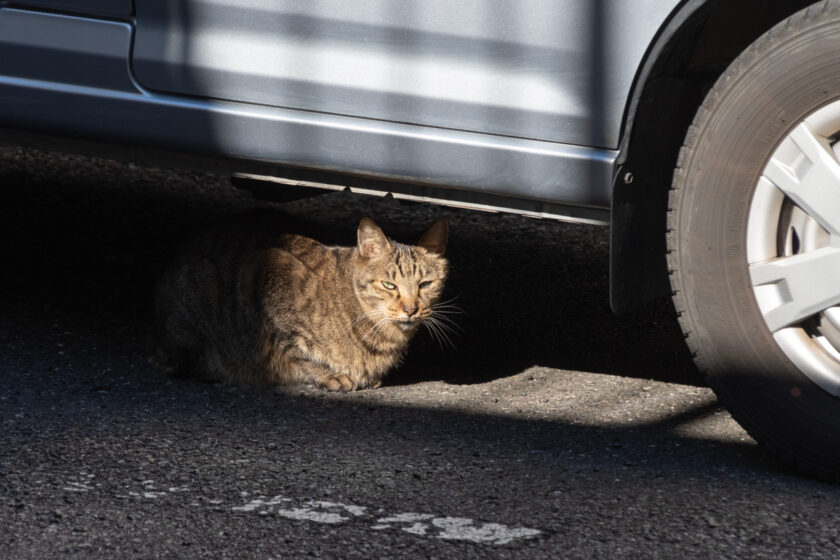 新宿区の猫