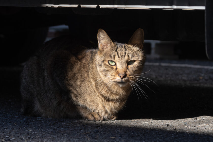 新宿区の猫