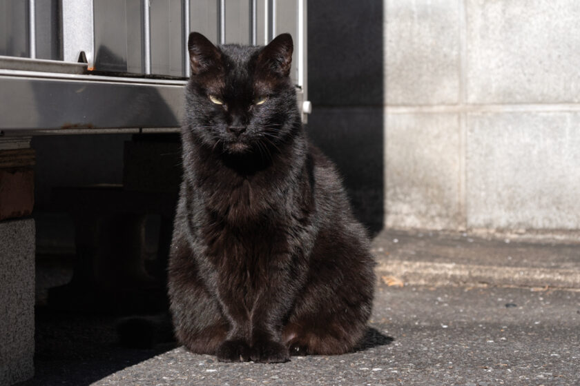 新宿区の猫