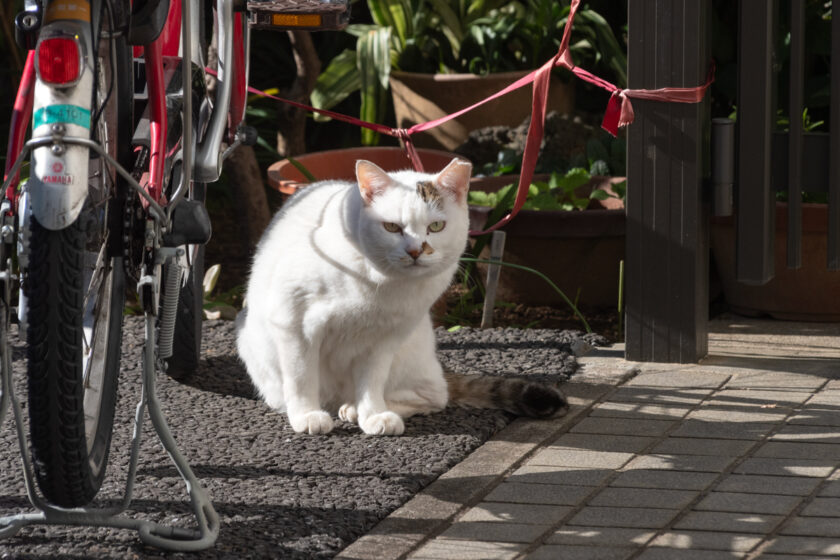 新宿区の猫