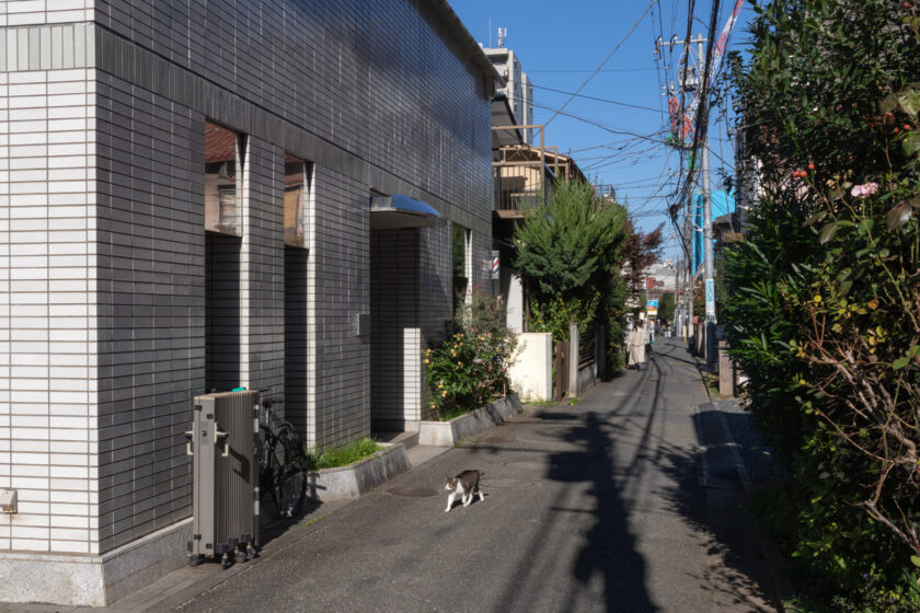 新宿区の猫