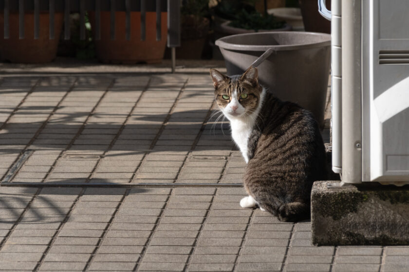 新宿区の猫