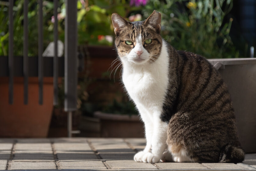 新宿区の猫