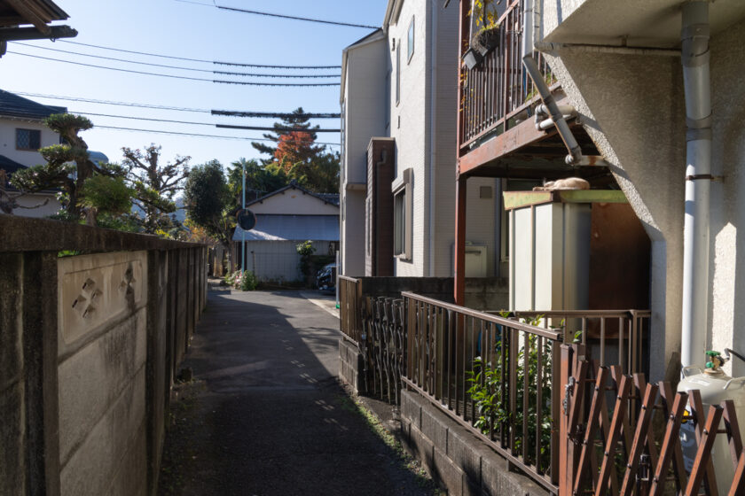 稲城市の猫