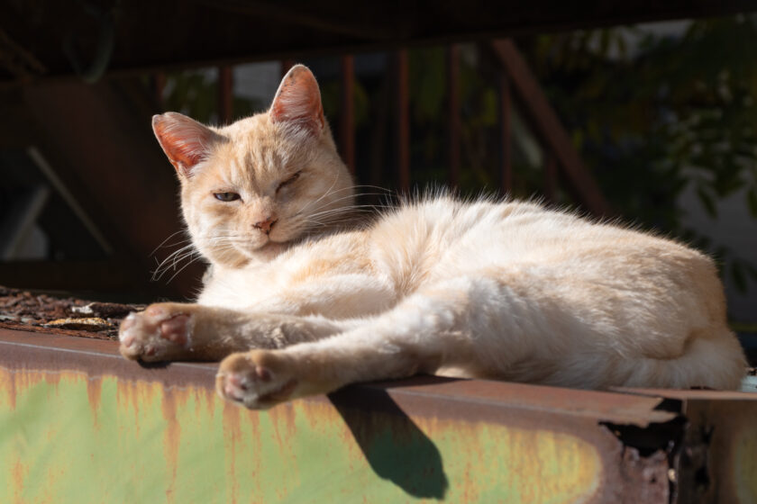 稲城市の猫