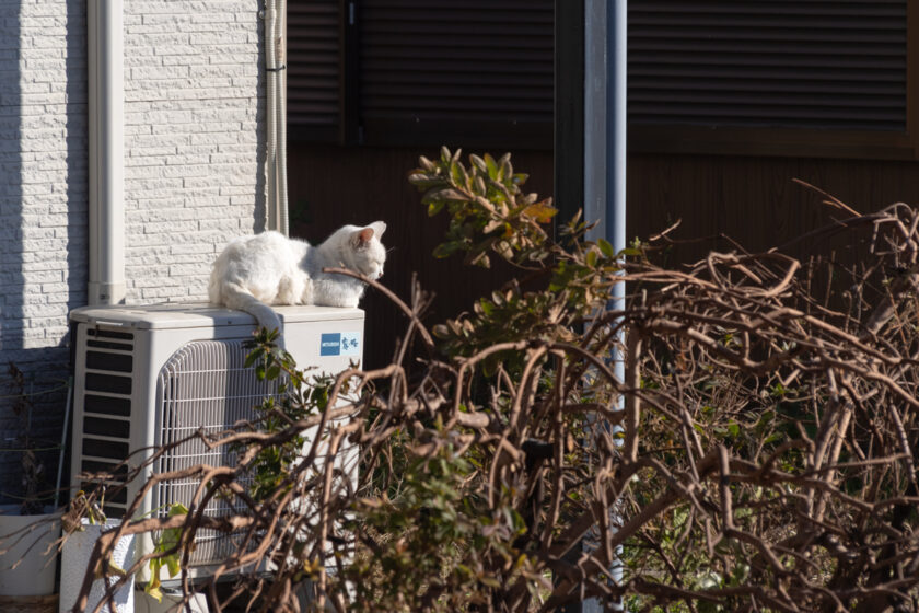 川崎市の猫