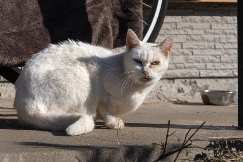 川崎市の猫