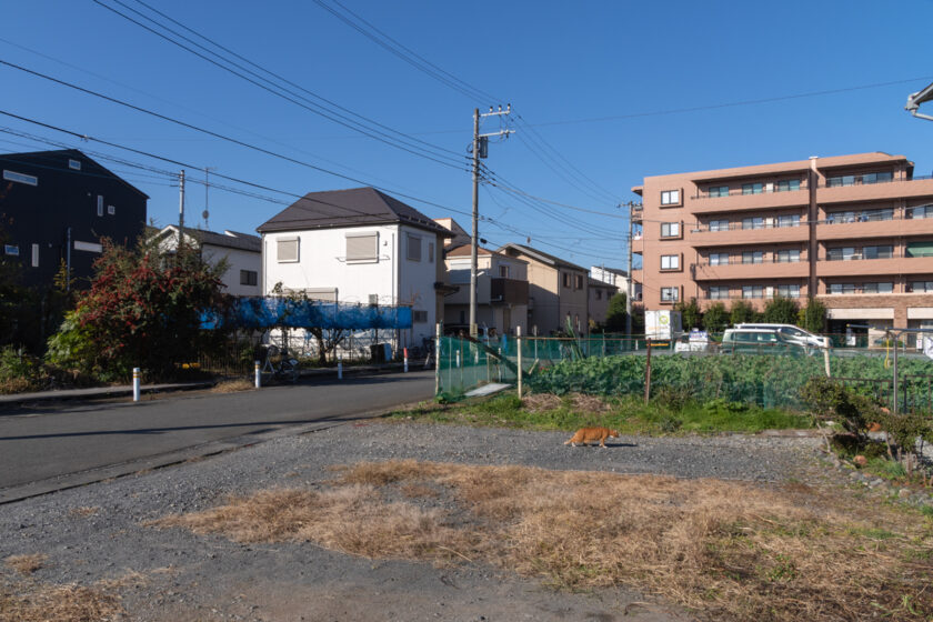 川崎市の猫