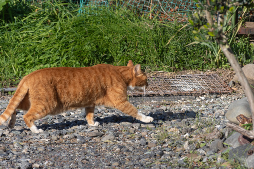 川崎市の猫