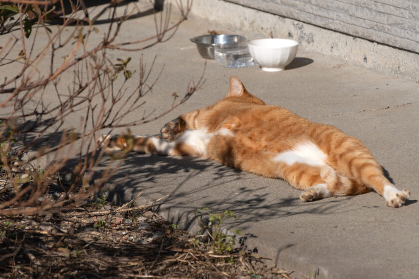 川崎市の猫