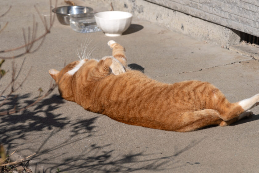 川崎市の猫