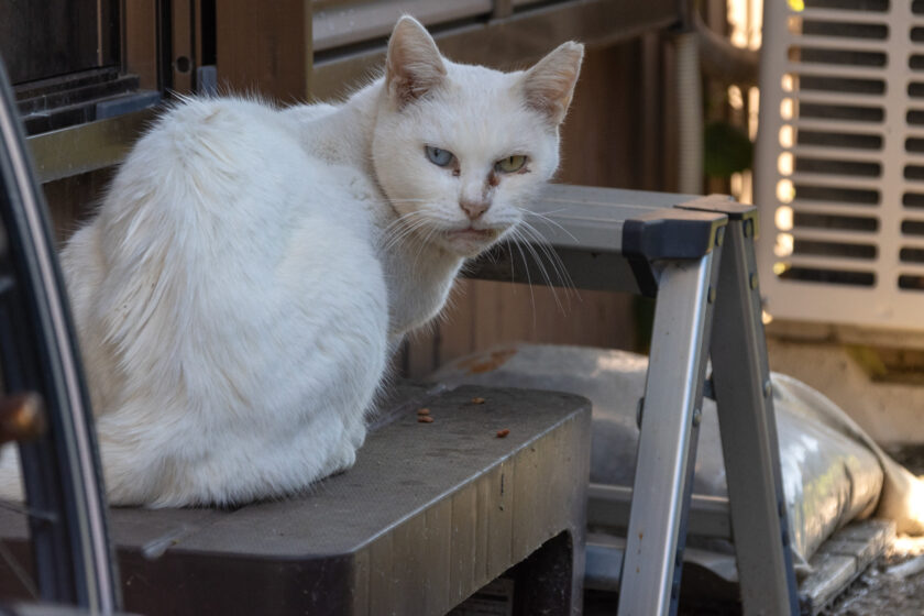 川崎市の猫