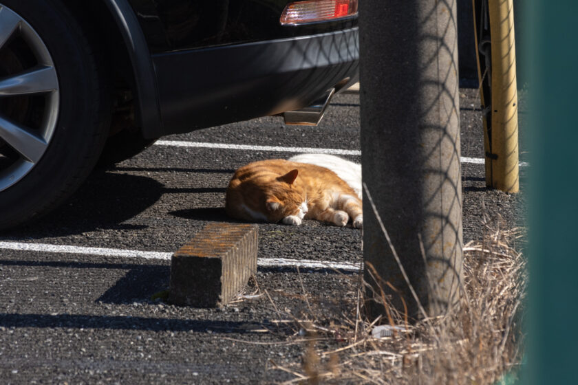 川崎市の猫