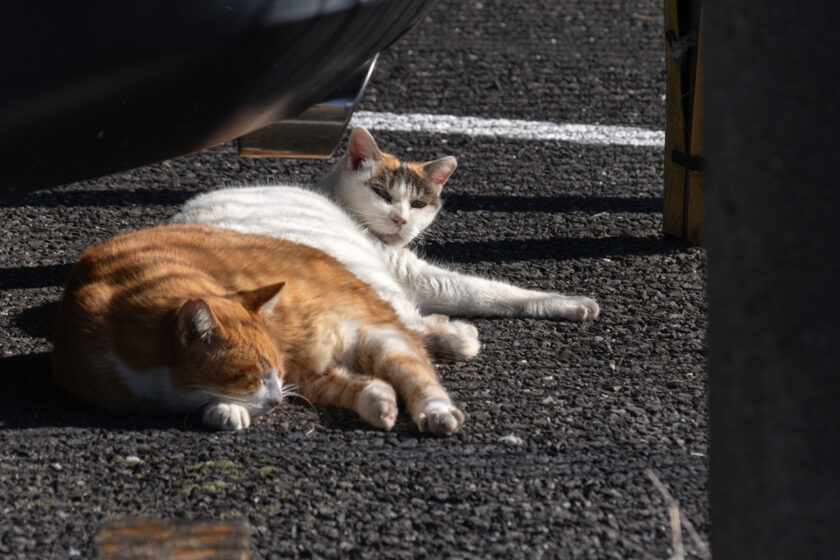 川崎市の猫