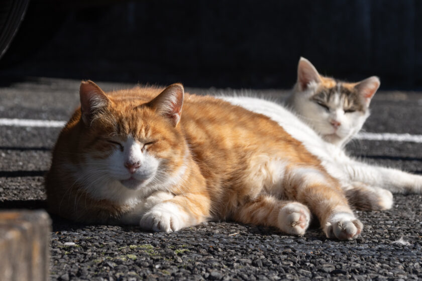 川崎市の猫