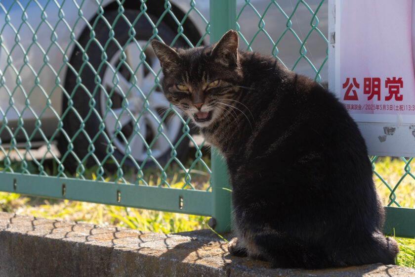 川崎市の猫