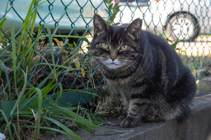 川崎市の猫