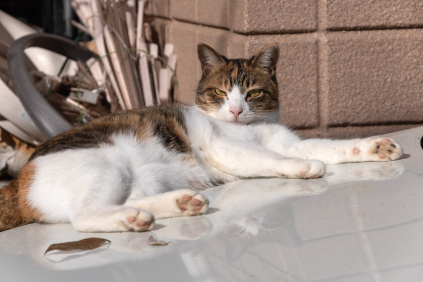 川崎市の猫