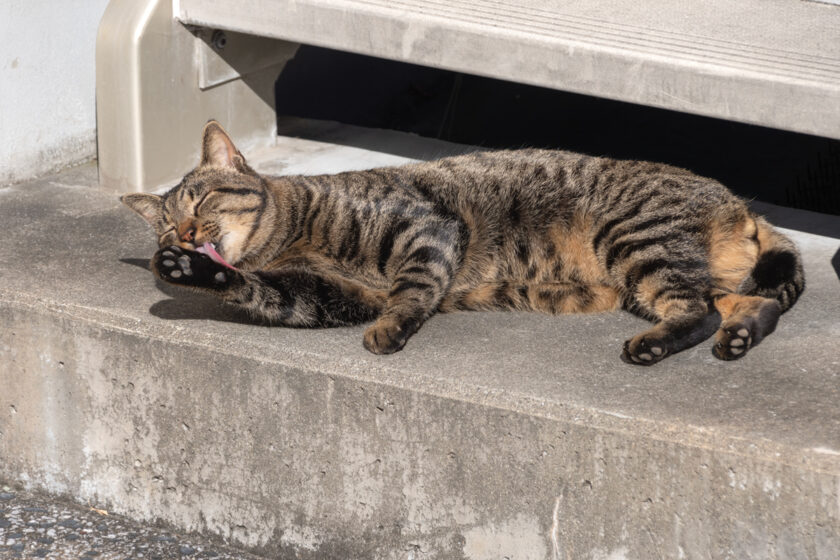 川崎市の猫