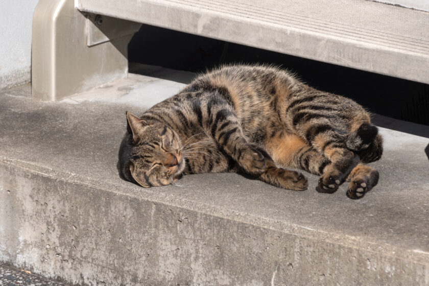 川崎市の猫