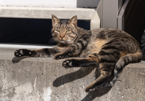 川崎市の猫