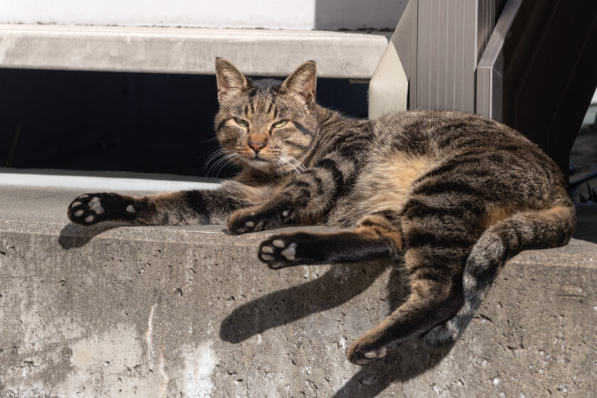 川崎市の猫