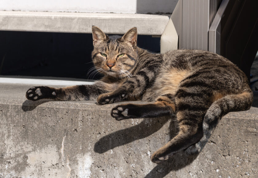 川崎市の猫