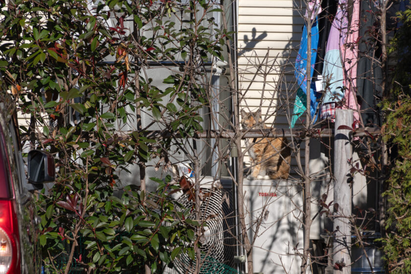 府中市の猫