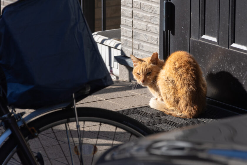 府中市の猫