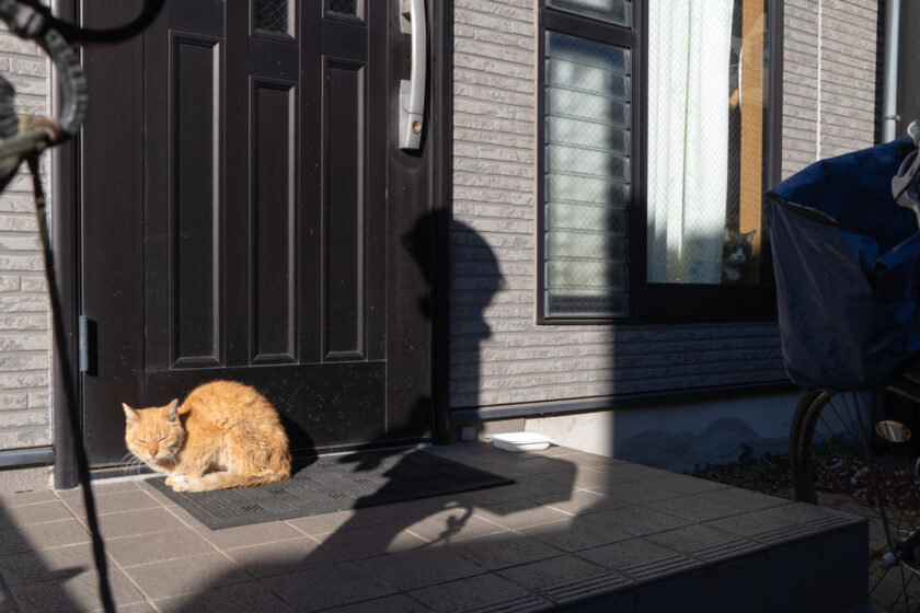 府中市の猫