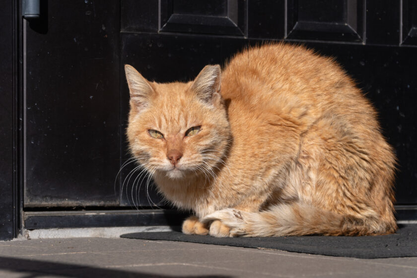 府中市の猫