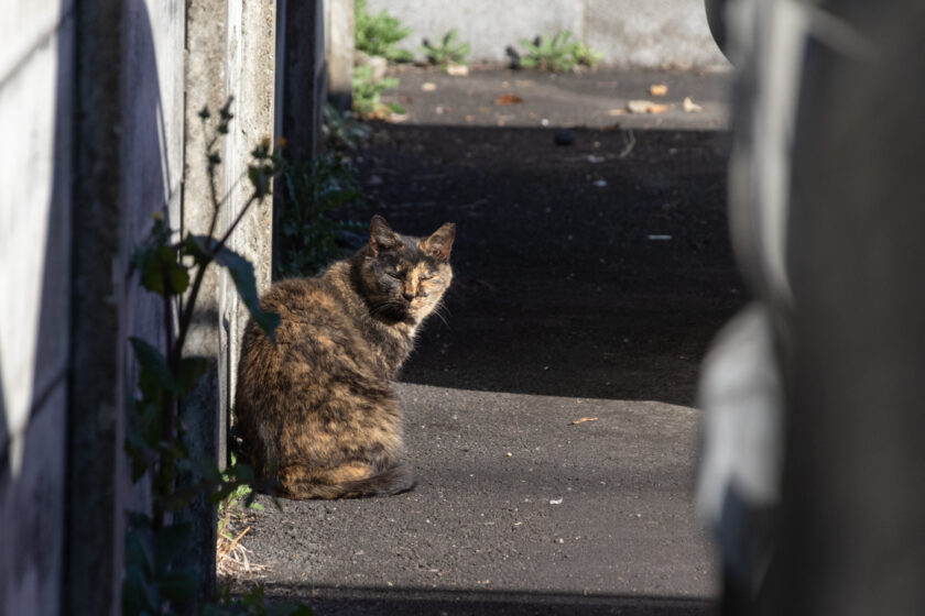 府中市の猫