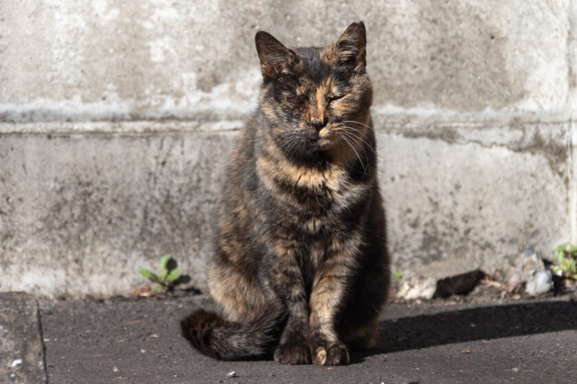 府中市の猫