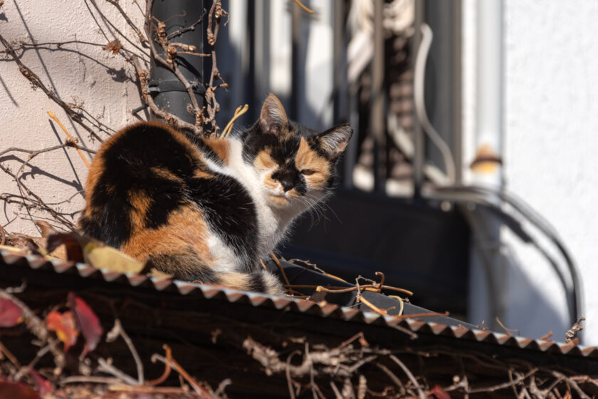 府中市の猫