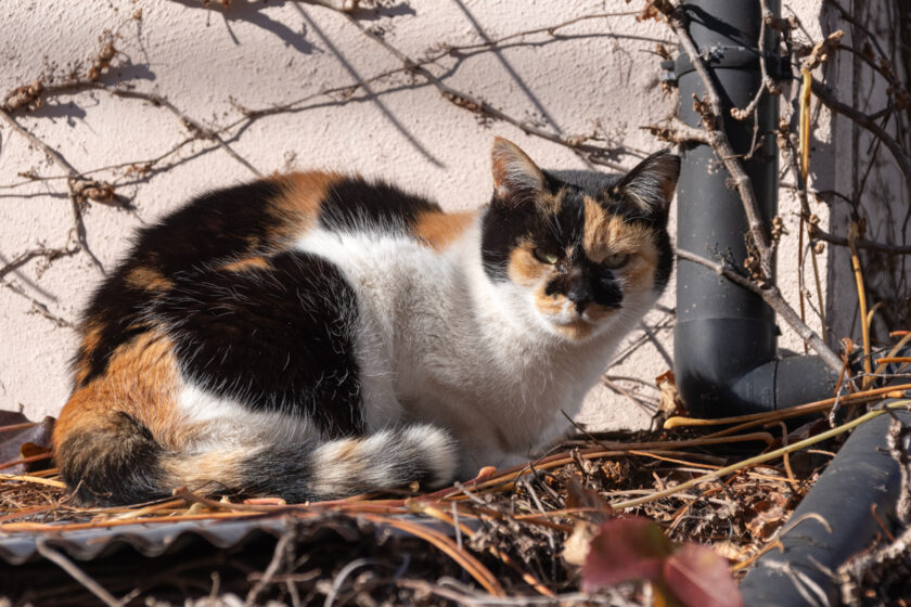 府中市の猫