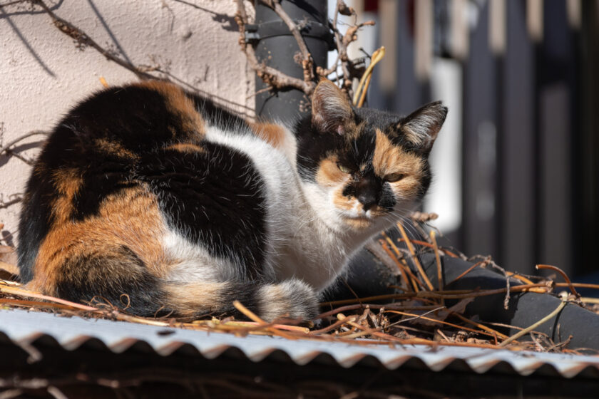 府中市の猫