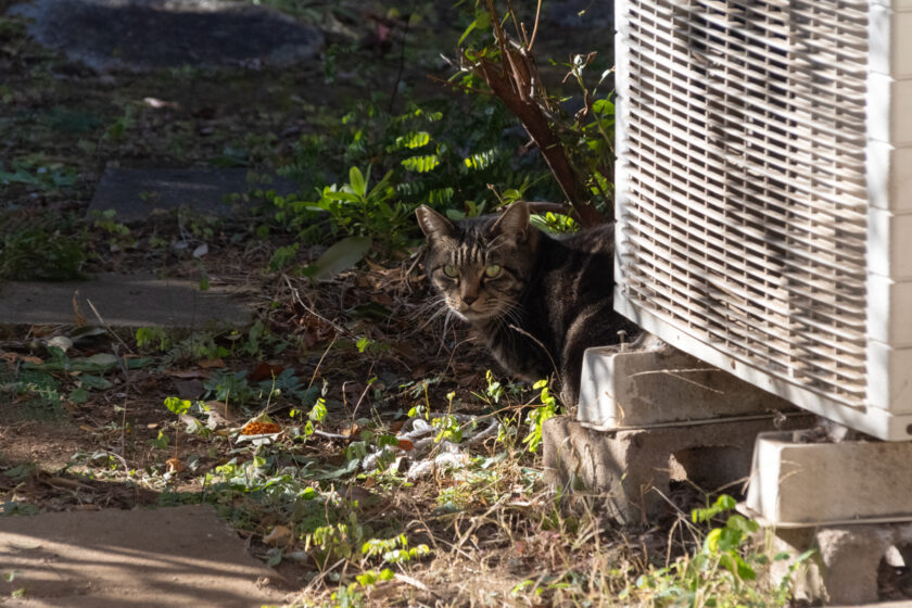 府中市の猫