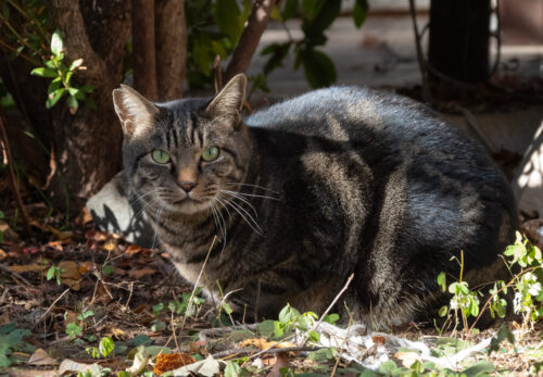 府中市の猫