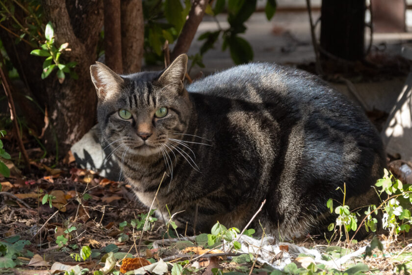 府中市の猫