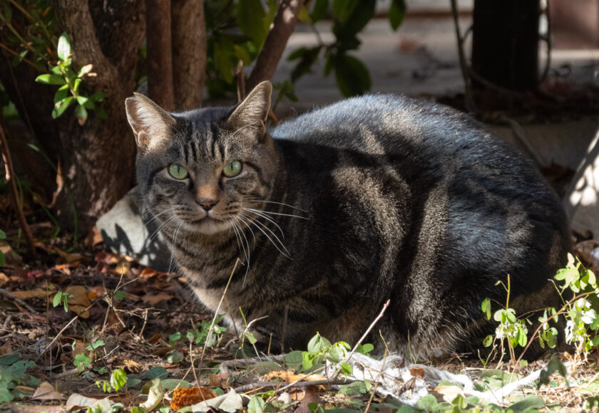 府中市の猫