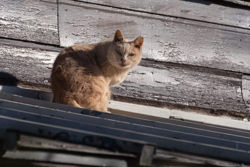 立川市の猫