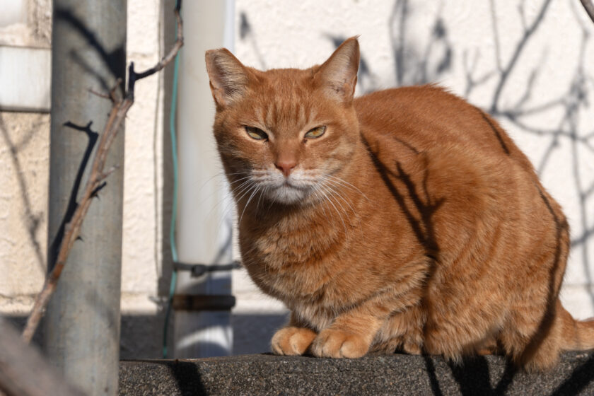 昭島市の猫