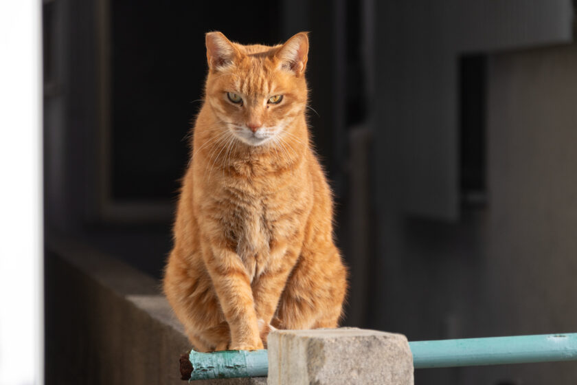 昭島市の猫