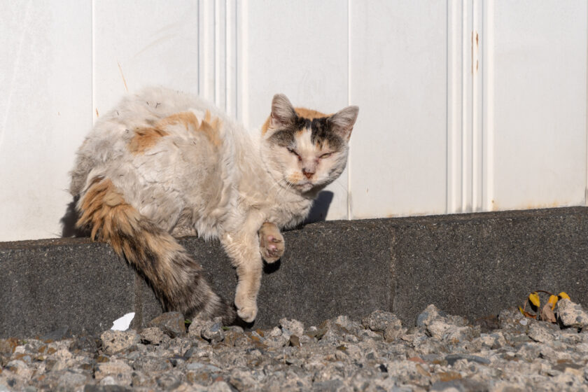 昭島市の猫