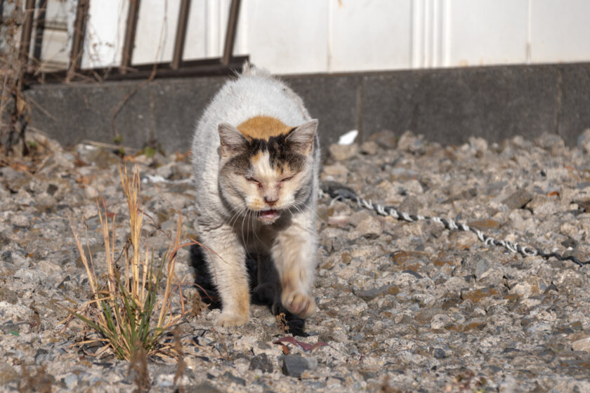 昭島市の猫