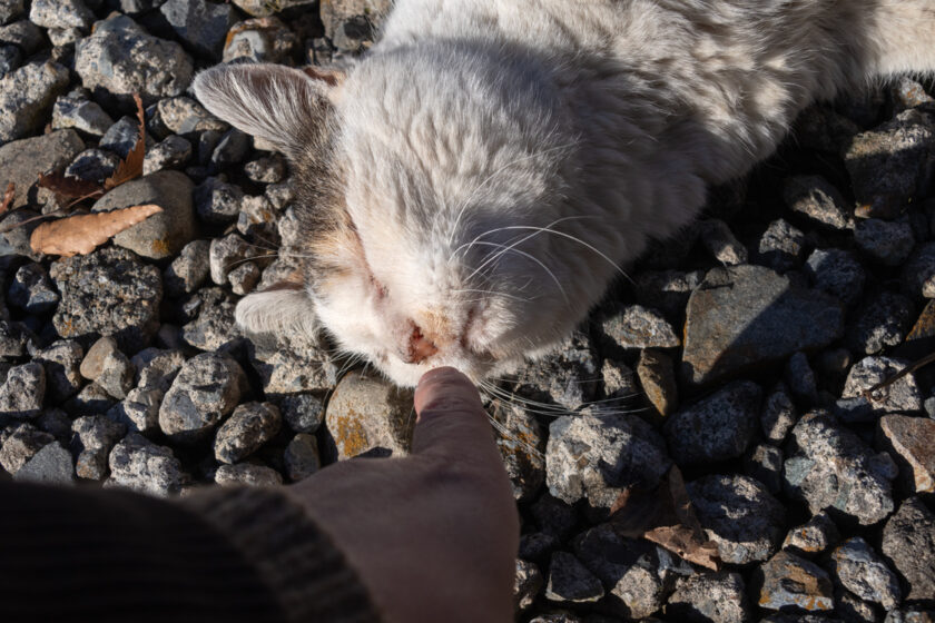 昭島市の猫